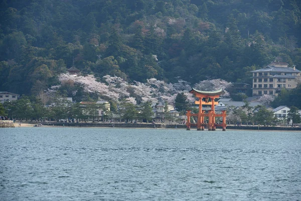 Kırmızı kiraz çiçeği ile miyajima kapıda