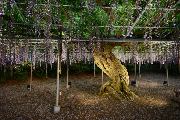 Wisteria Blomster Japan Med Belysning - Stock-foto