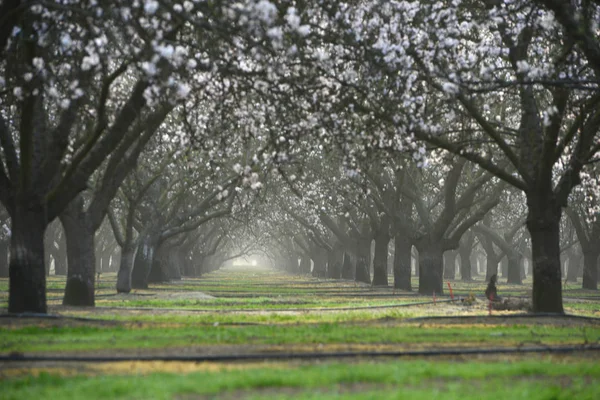 Flor Granja Almendras Floreciendo California Imagen de stock