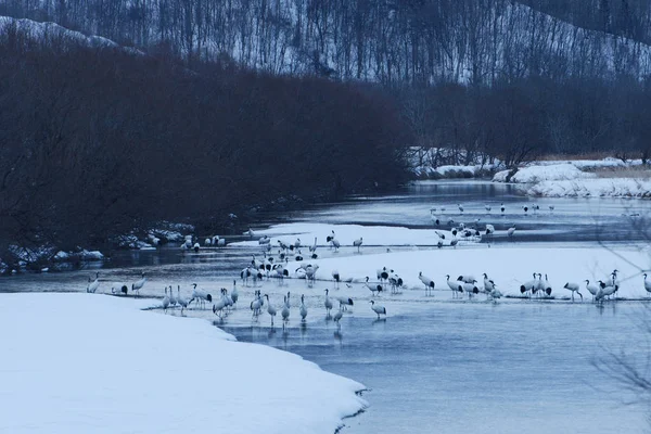 Японські журавлі біля річки Хоккайдо. — стокове фото