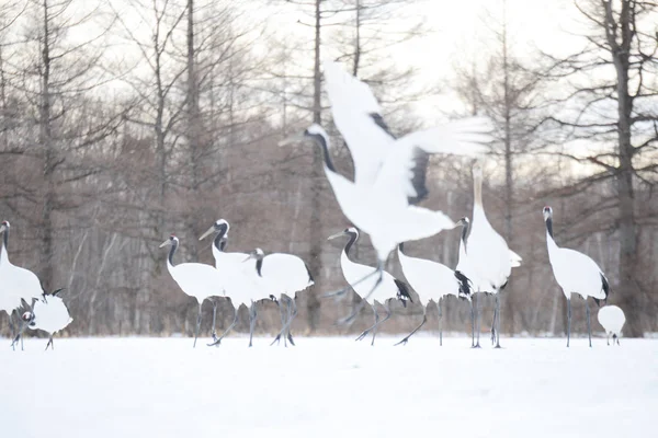 Japanese crane — Stock Photo, Image