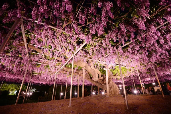 Parque de la Wisteria Imágenes de stock libres de derechos