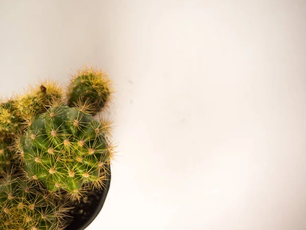 Suculento ou cacto — Fotografia de Stock