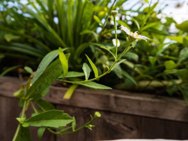 Bahçedeki beyaz çiçek