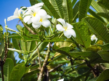 Plumeria çiçek rainning sonra