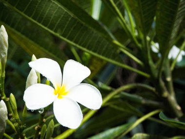 Plumeria çiçek rainning sonra