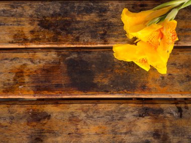Ahşap zemin üzerine sarı Canna çiçek