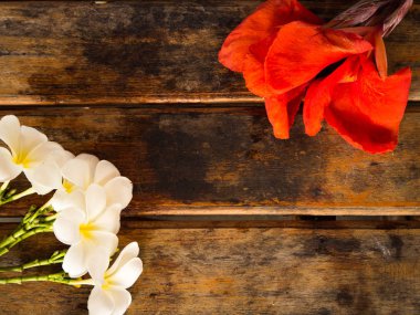 Ahşap arka plan üzerinde kırmızı Canna ve Plumeria çiçek