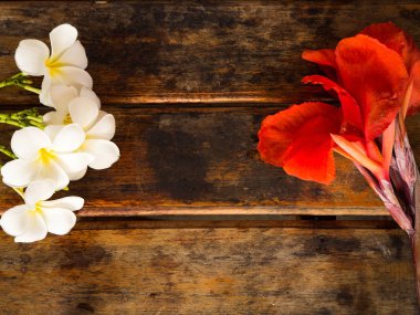 Ahşap arka plan üzerinde kırmızı Canna ve Plumeria çiçek