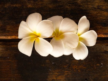 Plumeria çiçek ahşap arka plan üzerinde