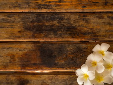 Plumeria çiçek ahşap arka plan üzerinde