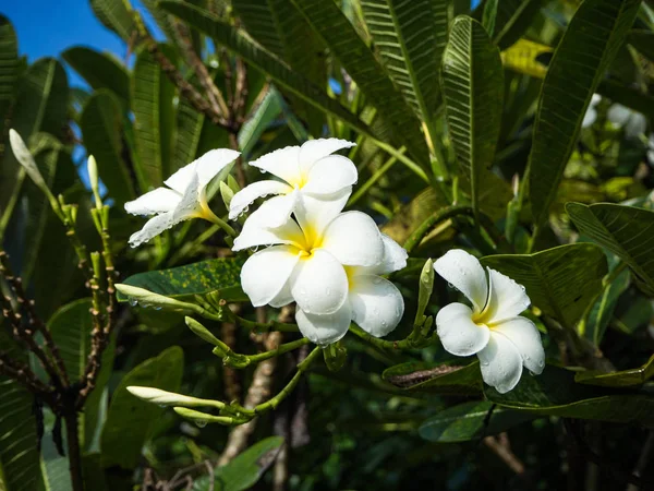 Květina Plumeria po Rachotě — Stock fotografie