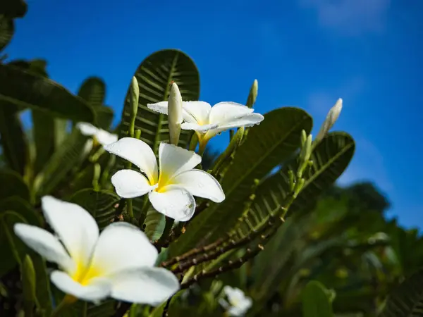 Květina Plumeria po Rachotě — Stock fotografie