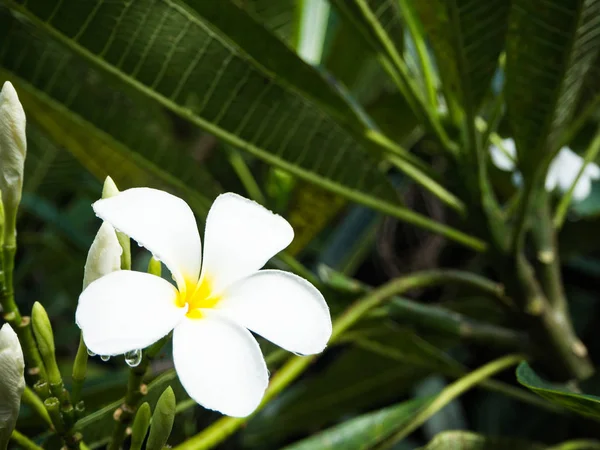 Plumeria fiore dopo la pioggia — Foto Stock