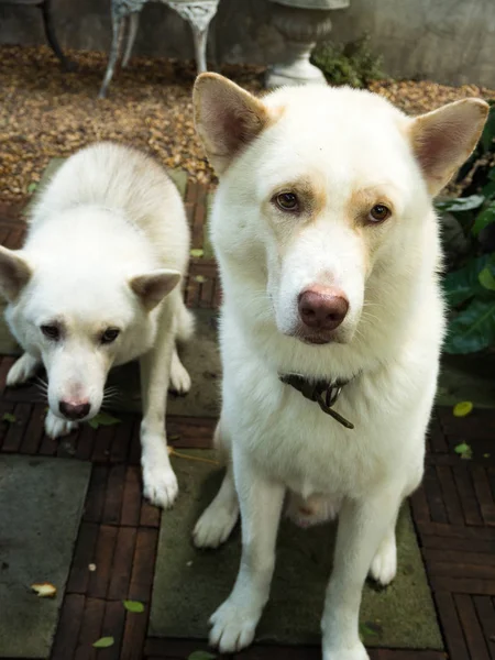 Hund im Garten — Stockfoto