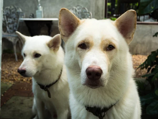 Dog in the garden — Stock Photo, Image