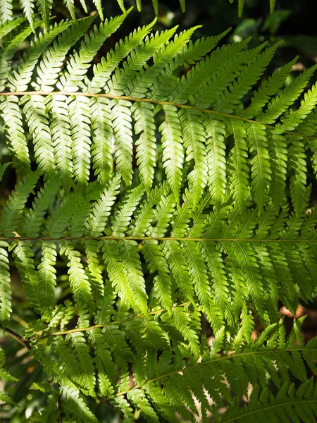 Hoja de helecho verde en el jardín y la luz del sol —  Fotos de Stock