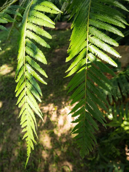 Grön ormbunke blad i trädgården och solljus — Stockfoto