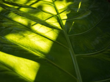 Yaprak arka plan ve güneş ışığı