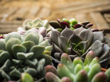 Tatlı sulu ve güneş ışığı