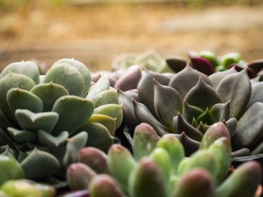 Tatlı sulu ve güneş ışığı