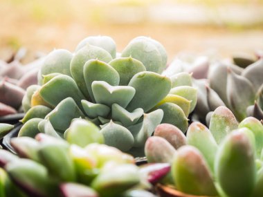 Tatlı sulu ve güneş ışığı