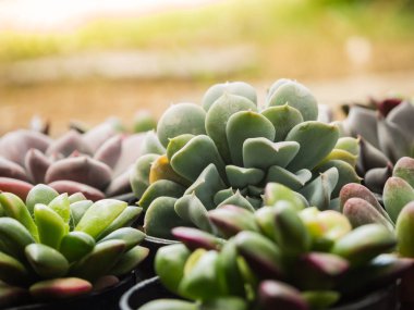 Tatlı sulu ve güneş ışığı