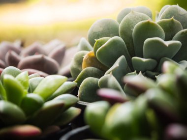 Tatlı sulu ve güneş ışığı