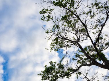 Güzel bulutlu arka plan