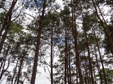 Çam Ağacı ve Gökyüzü Arkaplanı