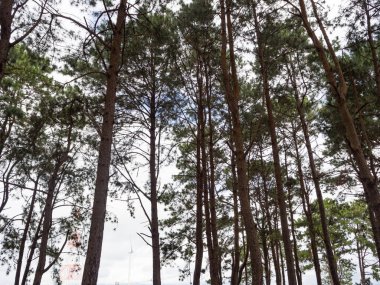 Çam Ağacı ve Gökyüzü Arkaplanı