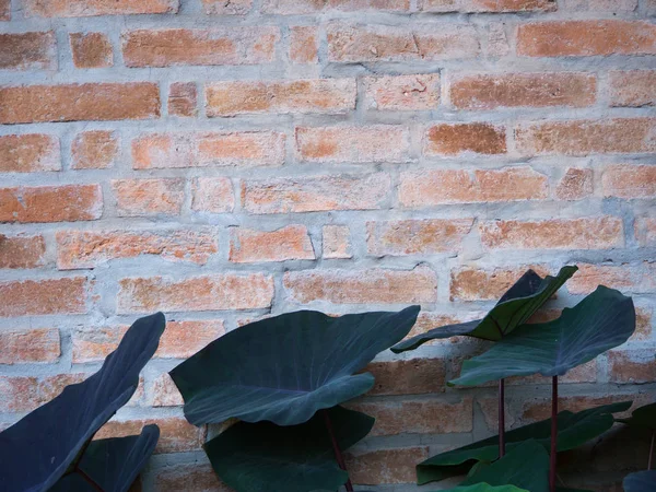 Лист лотоса, цегляна стіна — стокове фото