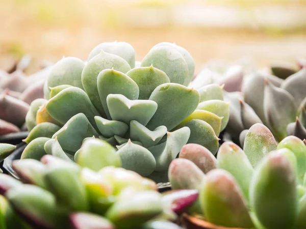 Tatlı sulu ve güneş ışığı