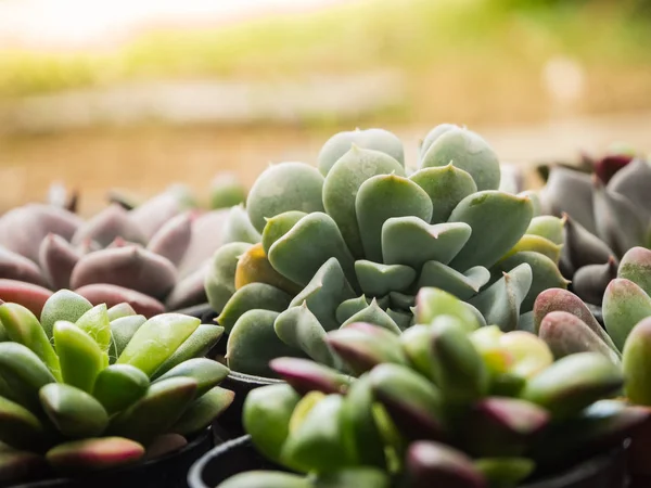 Tatlı sulu ve güneş ışığı