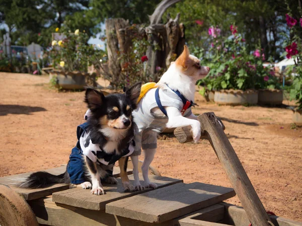 Dois cães pequenos em pé no carro de madeira — Fotografia de Stock