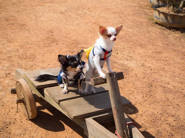 两只小狗站在木制车 — 图库照片