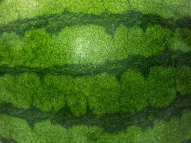 karpuz izole beyaz zemin üzerine