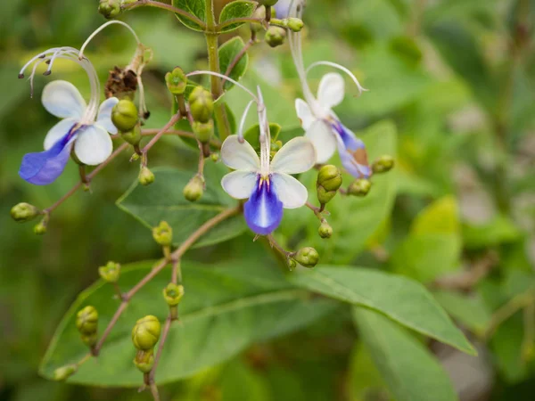 花园里的紫花 — 图库照片