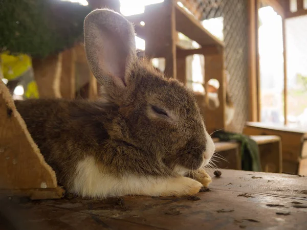 Кролик в клетке для кроликов — стоковое фото