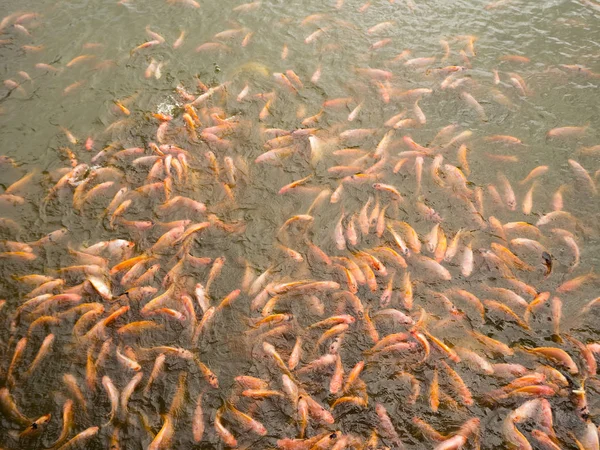 Beaucoup de poissons dans l'étang à poissons Image En Vente