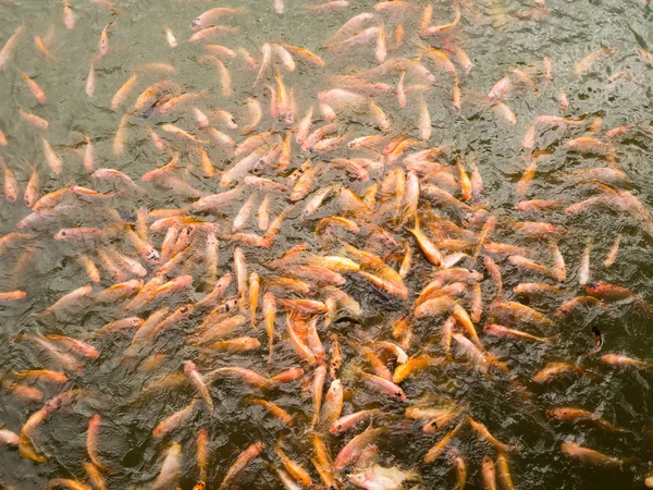 Beaucoup de poissons dans l'étang à poissons Photos De Stock Libres De Droits