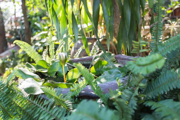Nilüfer çiçeği ve güneş ışığı