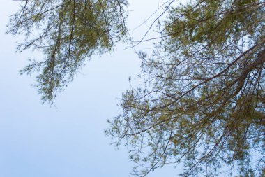 Bambu ağacı ve berrak gökyüzü