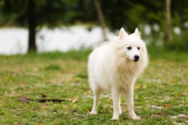 Bahçe veya park oynayan beyaz köpek