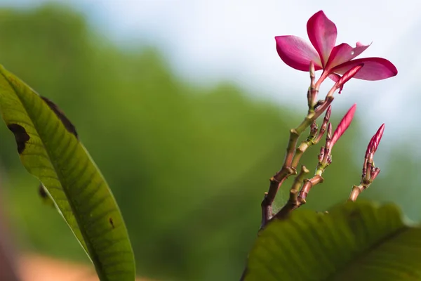 Plumeria merah muda pada pohon plumeria , — Stok Foto