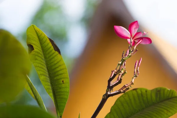 Roze plumeria op de plumeria boom, — Stockfoto