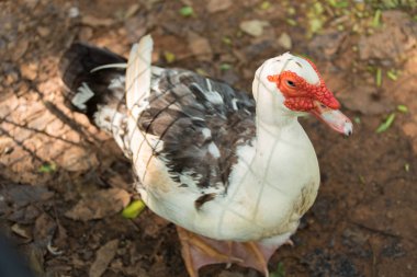Hayvanat bahçesinde, Tayland ördek