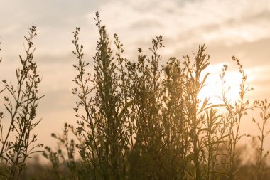 Çimen çiçek ve günbatımı kadar yakın