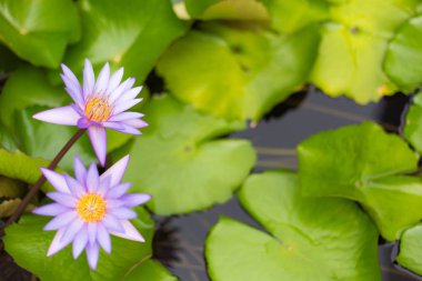 Suda nilüfer çiçeği