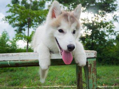 Sibirya köpeği parkta.